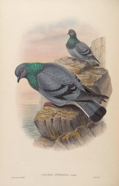 Columba Intermedia = Columba Livia Intermedia by John Gould